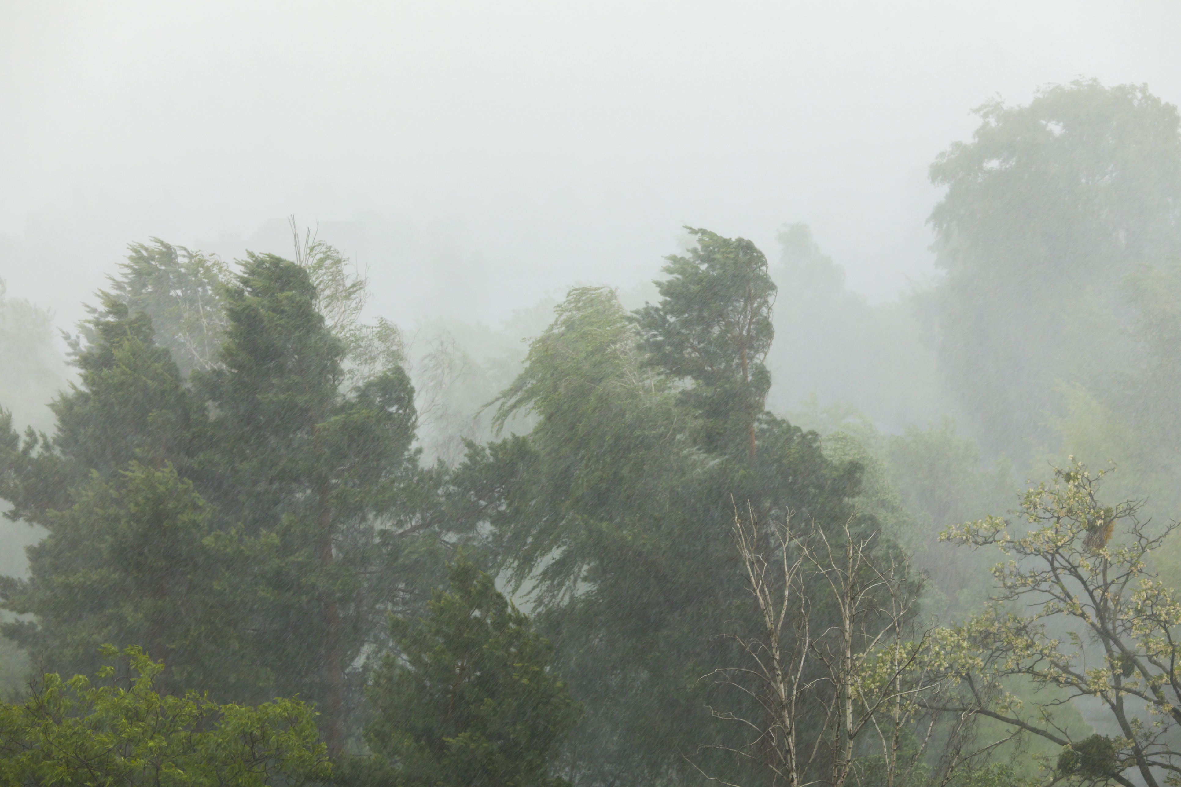Storm passes through a forest